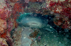 IMG_0300rf_Maldives_Madoogali_Plongee 4_Feridhoo dhigga_Requin nourisse_Nebrius ferrugineus